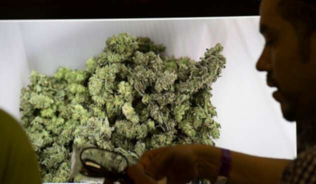 Plantas de cannabis