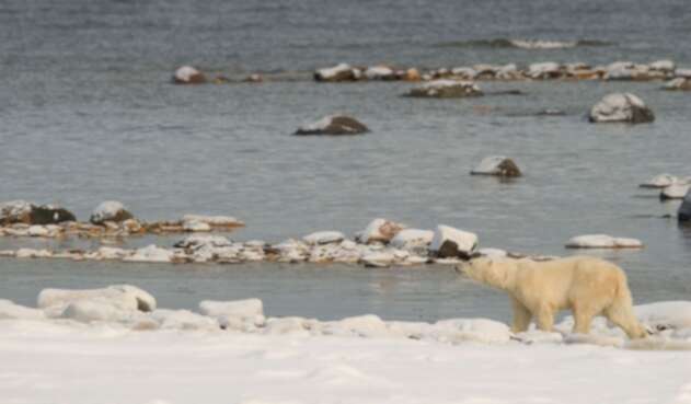 Un oso polar en su habitad alterado por el cambio climático