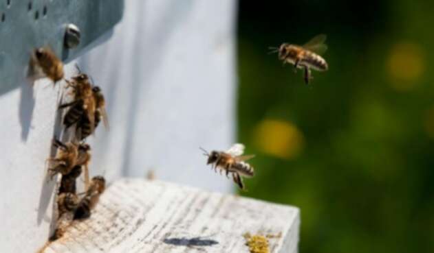 Abejas