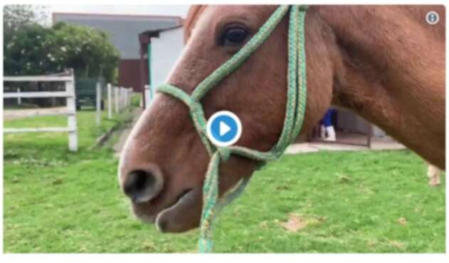 Se inició adopción de caballos en Bogotá. Se inició adopción de caballos en Bogotá.