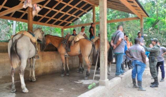 Caballos utilizados para el transporte en el Parque Tayrona, en inmediaciones de Santa Marta