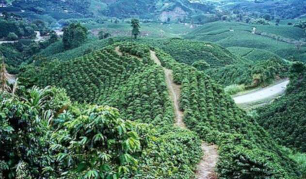 Paisaje cafetero.
