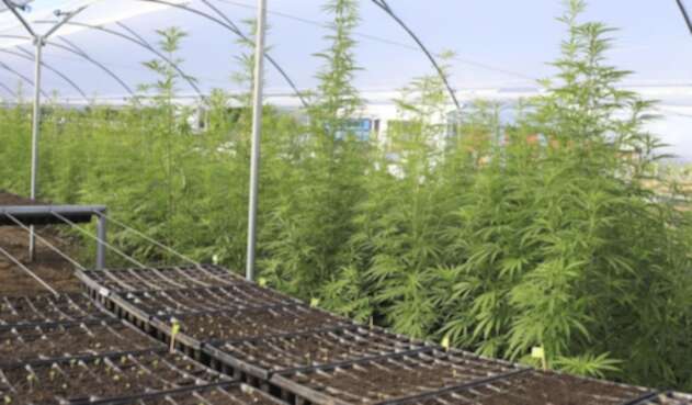 Zona de cultivos de cannabis medicinal