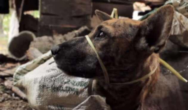 La comercialización ilegal de perro representa una amenaza para la salud pública.