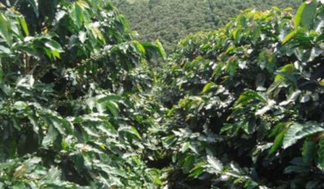 Producción Risaralda