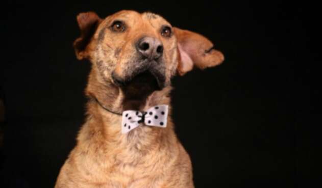 El perro Serafín