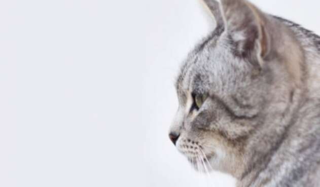 Gato