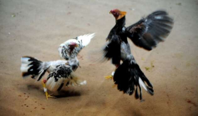 Pelea de gallos