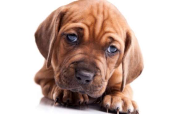 Perrito Perrito, perro