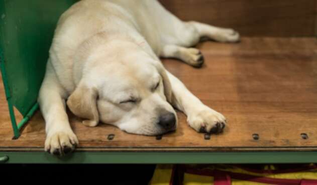 Foto de referencia de un perro labrador