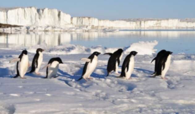 Pingüinos emperadores