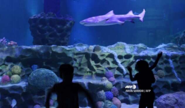 Tiburón en acuario