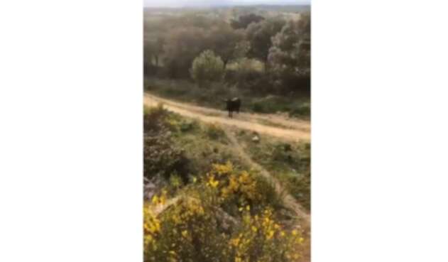 Un toro enfurecido atacó en España.