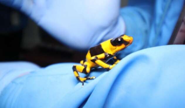 Ranas incautadas en El Dorado.
