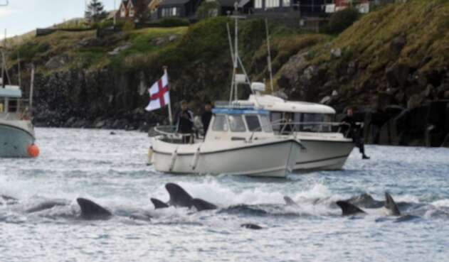 Más de 200 ballenas fueron masacradas en las Islas Feroe en Dinamarca. Más de 200 ballenas fueron masacradas en las Islas Feroe en Dinamarca.