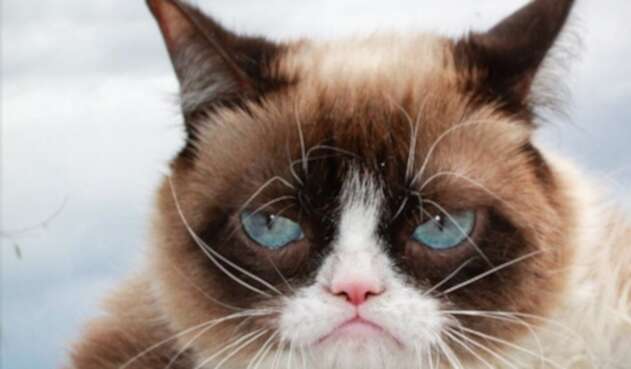 Grumpy Cat