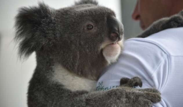 Koala Koala