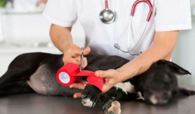 Perro maltratado Perro maltratado