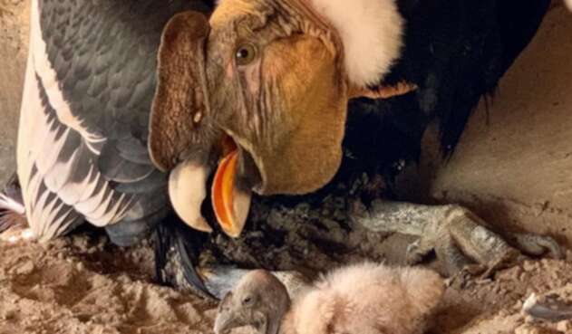 Cóndor nacido en el Aviario Nacional de Colombia