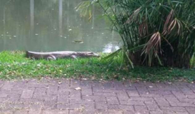 Autoridades ambientales de Cali buscan atrapar a una babilla que se encuentra en un lago artificial al sur de la ciudad
