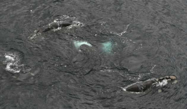 Ballenas