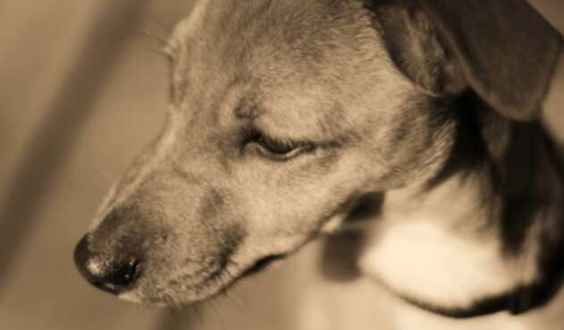 No cesan los casos de maltrato animal en algunas zonas del país. No cesan los casos de maltrato animal en algunas zonas del país.