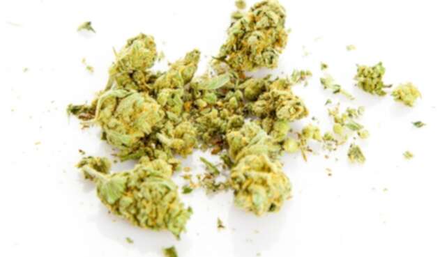 marihuana marihuana