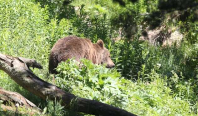 El oso es un animal salvaje. El oso es un animal salvaje.