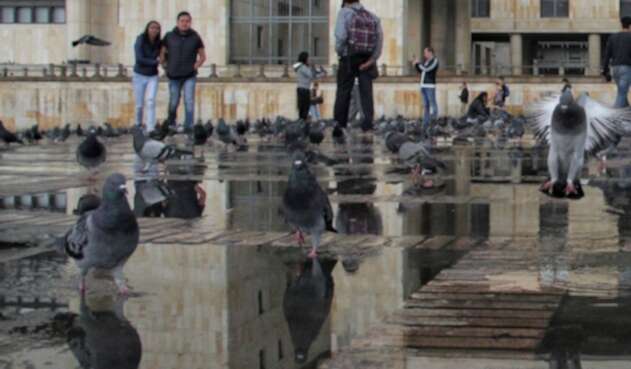 Palomas en la Plaza de Bolívar Palomas en la Plaza de Bolívar