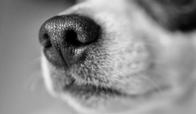 Perros