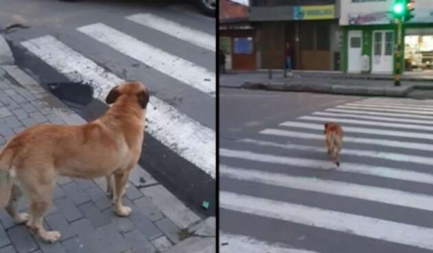 Perro, ejemplo de cultura ciudadana