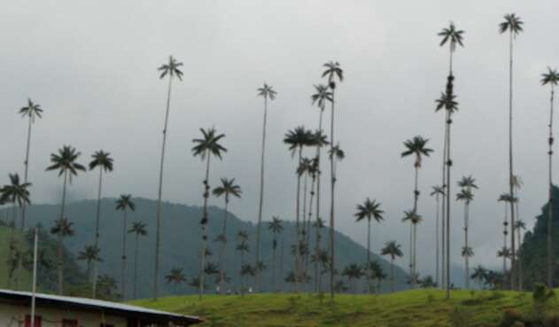 El Valle del Cocora, en el departamento del Quindío