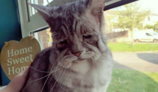 Gato Toby