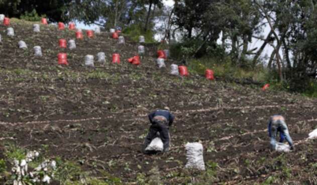 CAMPO COLOMBIANO/AGRICULTURA EN COLOMBIA/CAMPESINOS