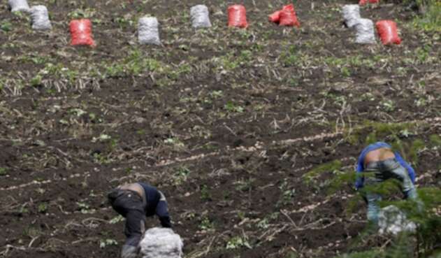 CAMPO COLOMBIANO/AGRICULTURA EN COLOMBIA/CAMPESINOS