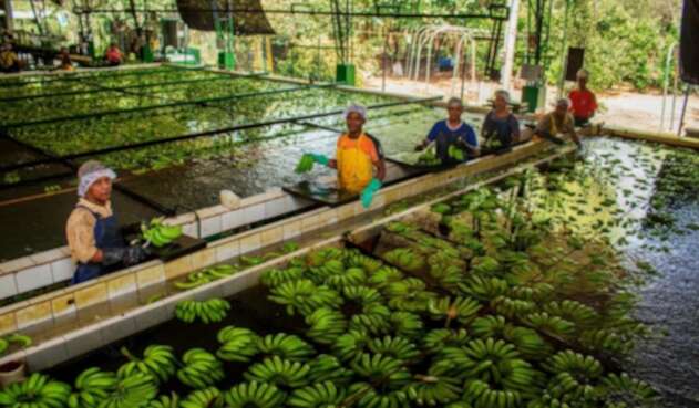 Planta procesadora de la fruta