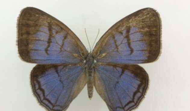 Mariposa (Caeruleuptychia sinchi).
