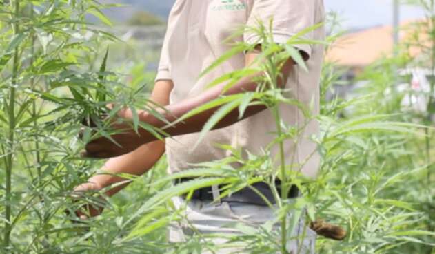 Cultivos de cannabis con fines medicinales