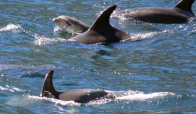 Delfines