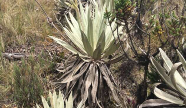 Frailejón.