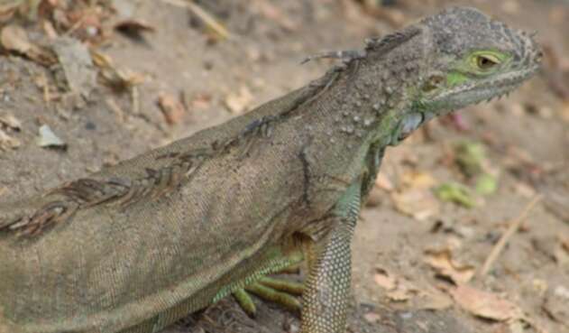 La iguana se multiplicó en la Florida gracias a su clima subtropical y la escasez de predadores.
