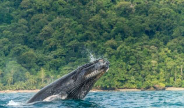 Avistamiento de ballenas