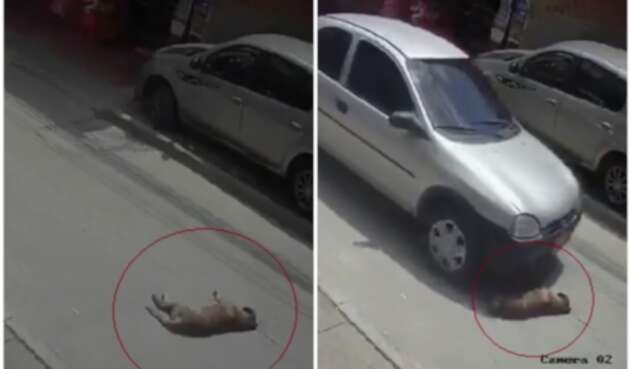 Momento en que perro es arrollado Momento en que perro es arrollado