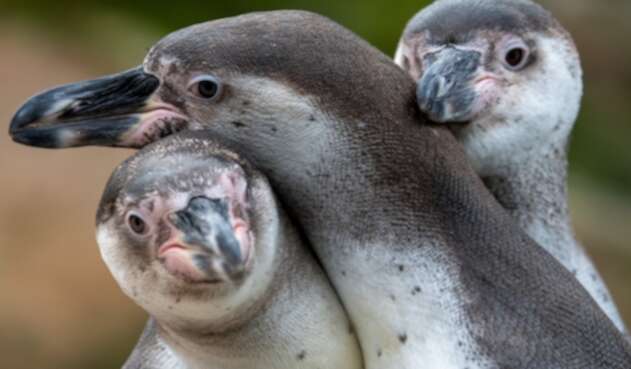 Pingüinos gay