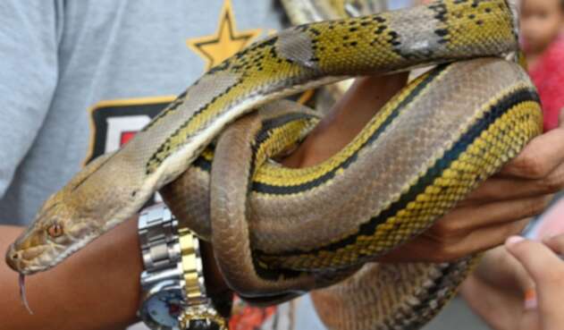 Serpiente