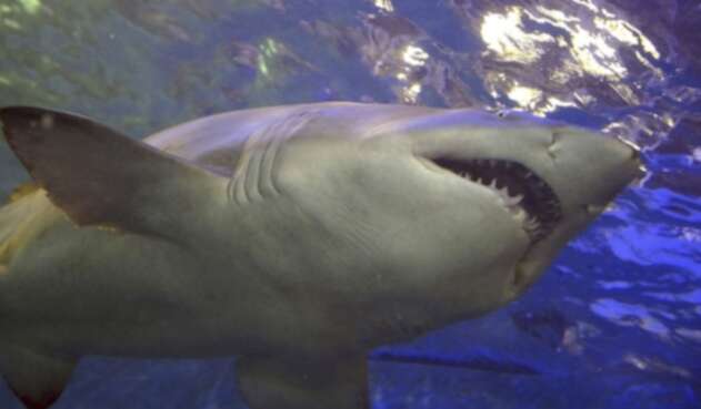 Ataque de tiburones