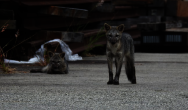 Los zorros conviven en la zona con aves como tórtolas, roedores y sapos.