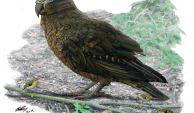 Loro gigante