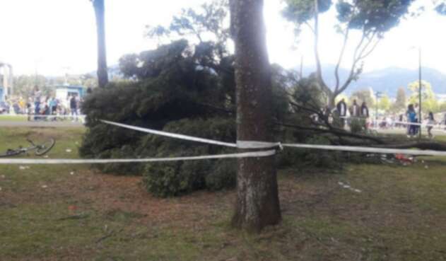 Caída de árbol en el Parque Simón Bolívar de Bogotá Caída de árbol en el Parque Simón Bolívar de Bogotá