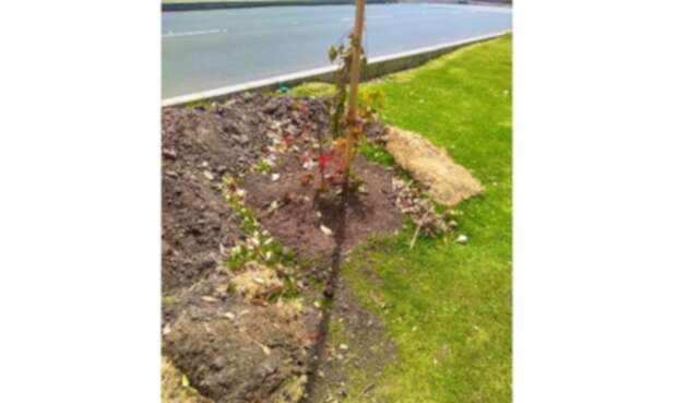Un 'arboricidio' se presentó en localidad de Chapinero. Un 'arboricidio' se presentó en localidad de Chapinero.